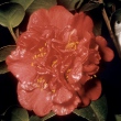 Edwin H. Folk Variegated